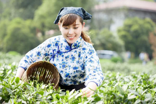 Asyalı güzel kız plantasyonda çay toplama — Stok fotoğraf