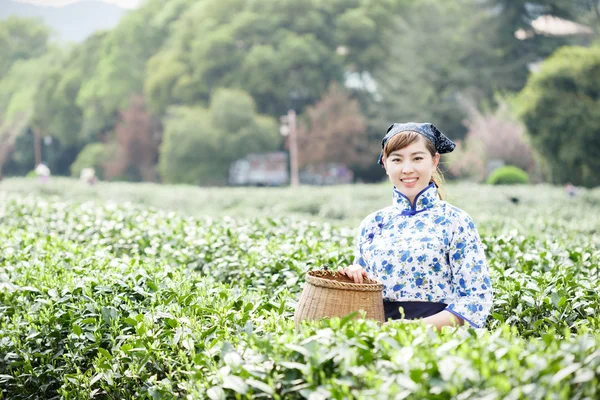 asian pretty girl picking tea on plantation