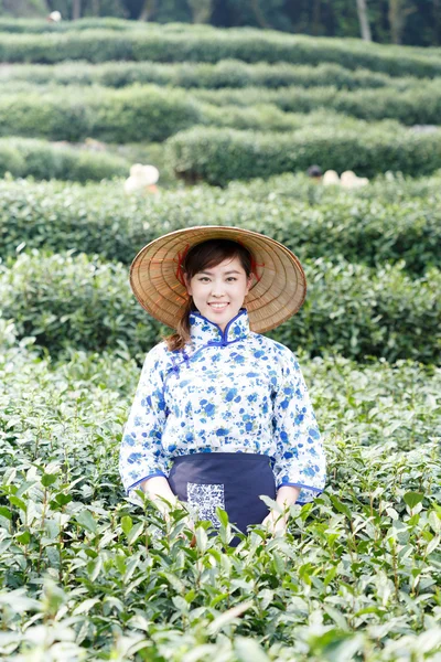 asian pretty girl picking tea on plantation