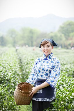 Asyalı güzel kız plantasyonda çay toplama