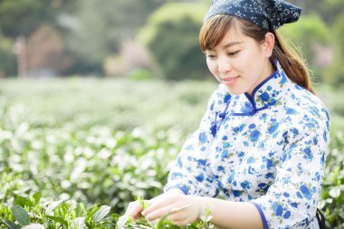 Asyalı güzel kız plantasyonda çay toplama