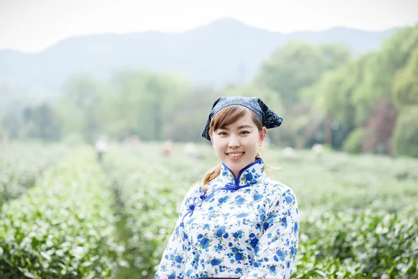 Aziatische mooi meisje thee plukken op plantage — Stockfoto