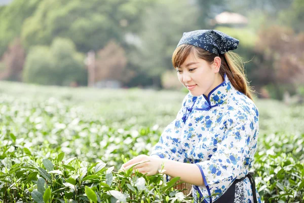 asian pretty girl picking tea on plantation