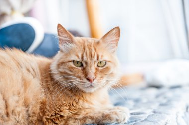 güzel kırmızı kedi
