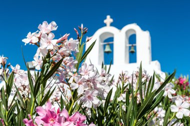 Çiçek Santorini bir kilise önünde yakın çekim