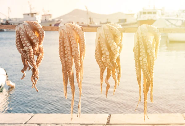 Zblízka chobotnice — Stock fotografie