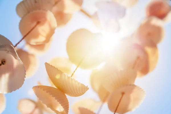 Suspension of sea shell — Stock Photo, Image