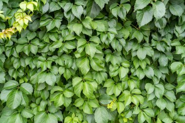 Mavi su dokusu arkaplanı.