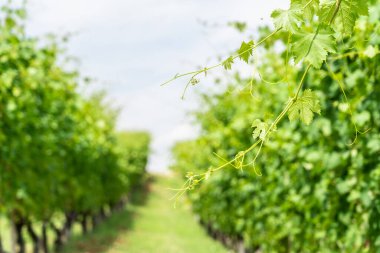 Bahar ya da yaz mevsimi arkaplanda üzüm yaprakları.