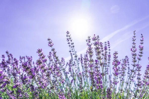 Hermosos Arbustos Cerca Flores Lavanda Púrpura Verano — Foto de Stock