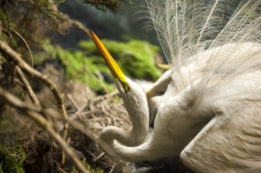 Amerikan Doğal Tarih Müzesi ile Diorama