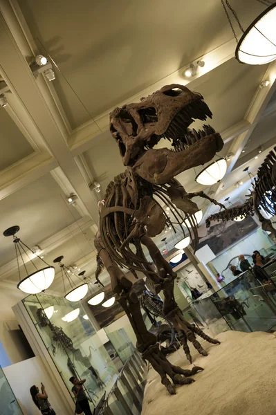 American museum of natural history indoor — Stock Photo, Image