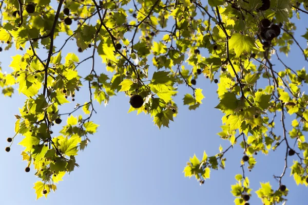 Leaves — Stock Photo, Image