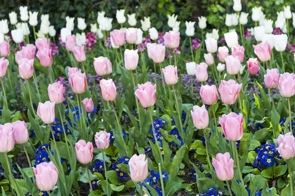 Tulips — Stock Photo, Image