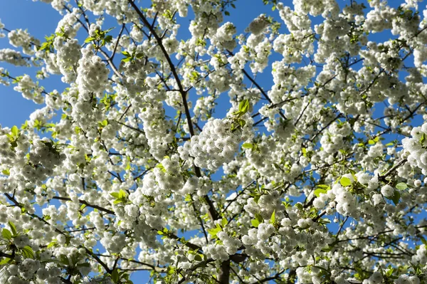 Witte bloemen — Stockfoto