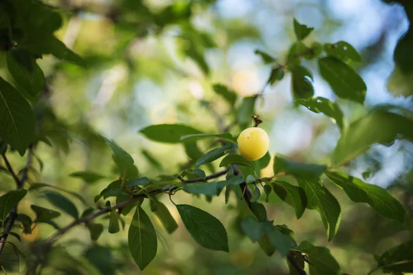 Mirabelle pruimenboom — Stockfoto