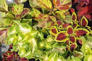 Bir flowershop önünde çiçek