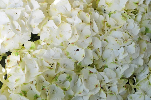 Ett gäng vita hortensia — Stockfoto