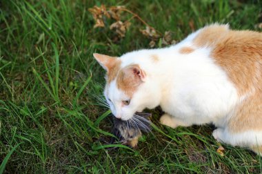 kedi ile kuş avlanmış