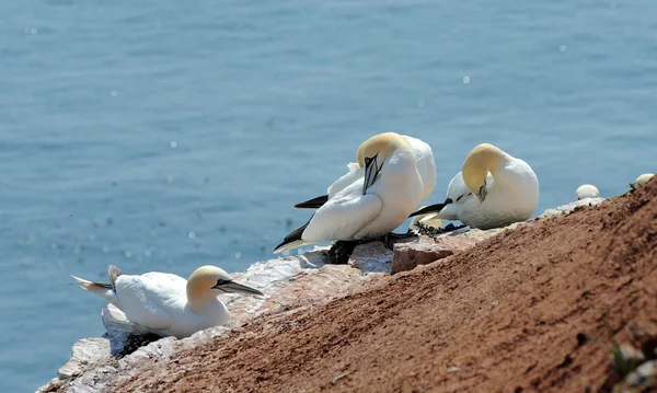 Northern gannets breeding on a rock — Stock Photo, Image
