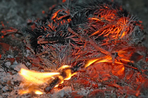 Fir branches burning — Stock Photo, Image