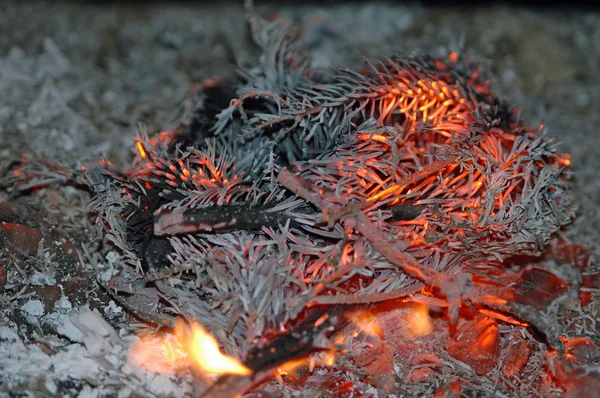 Fir branches burning — Stock Photo, Image