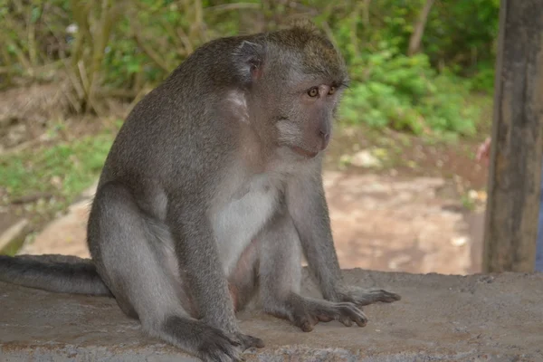 Mono en un bosque sacro en Uluwatu (tierra de Bali, Indonesia ) — Foto de Stock