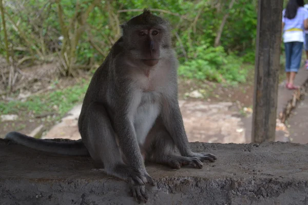 Mono en un bosque sacro en Uluwatu (tierra de Bali, Indonesia ) — Foto de Stock