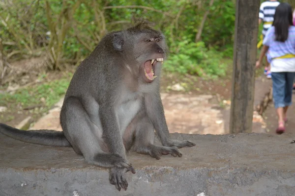 Mono en un bosque sacro en Uluwatu (tierra de Bali, Indonesia ) — Foto de Stock