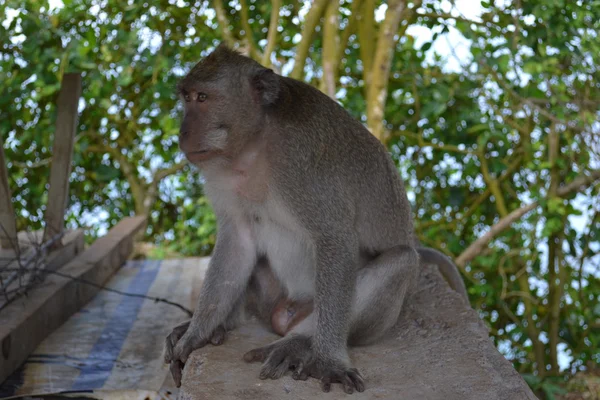 Mono en un bosque sacro en Uluwatu (tierra de Bali, Indonesia ) —  Fotos de Stock