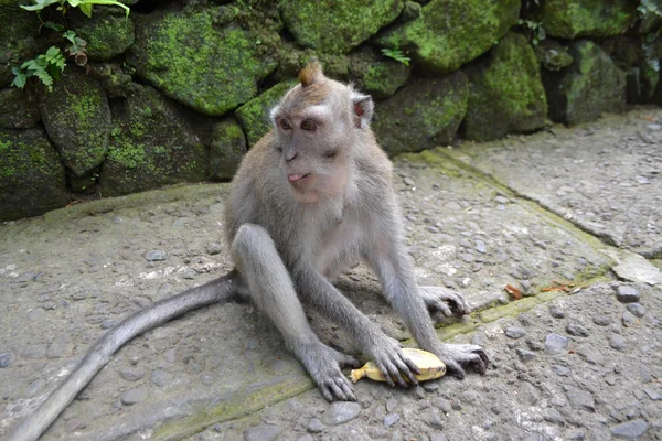 Affe in einem sakralen Affenwald in ubud (Bali-Insel, Indonesien) — Stockfoto