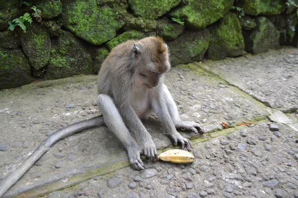 Affe in einem sakralen Affenwald in ubud (Bali-Insel, Indonesien) — Stockfoto