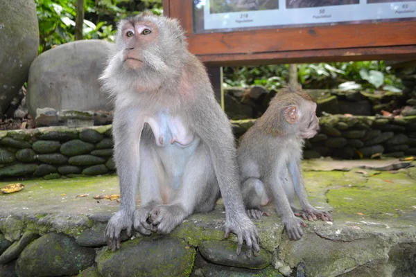 Mono en un bosque sacro de monos en Ubud (Isla de Bali, Indonesia ) — Foto de Stock