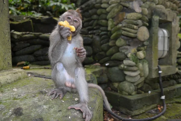 Affe in einem sakralen Affenwald in ubud (Bali-Insel, Indonesien) — Stockfoto