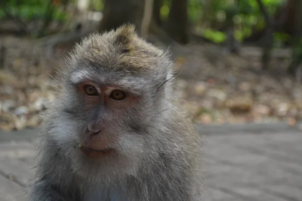 Mono en un bosque sacro de monos en Ubud (Isla de Bali, Indonesia ) —  Fotos de Stock