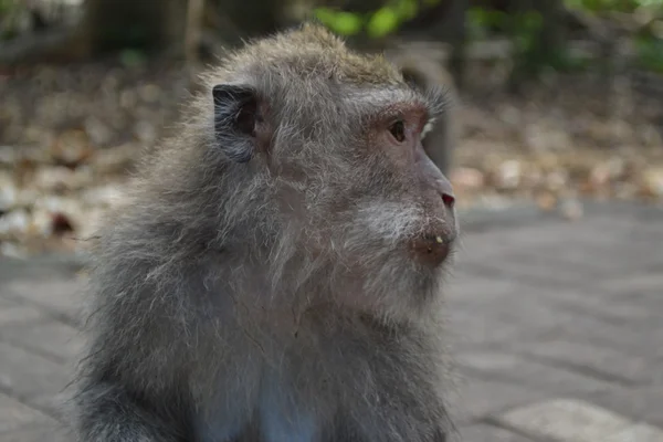 Mono en un bosque sacro de monos en Ubud (Isla de Bali, Indonesia ) — Foto de Stock