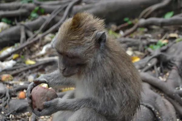 Mono en un bosque sacro de monos en Ubud (Isla de Bali, Indonesia ) —  Fotos de Stock