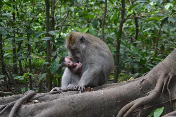 Mono en un bosque sacro de monos en Ubud (Isla de Bali, Indonesia ) —  Fotos de Stock