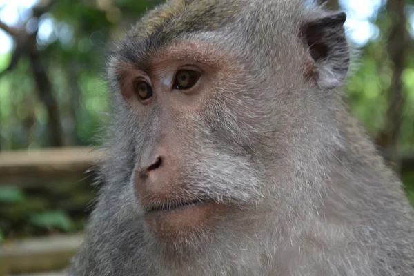 Mono en un bosque sacro de monos en Ubud (Isla de Bali, Indonesia ) —  Fotos de Stock