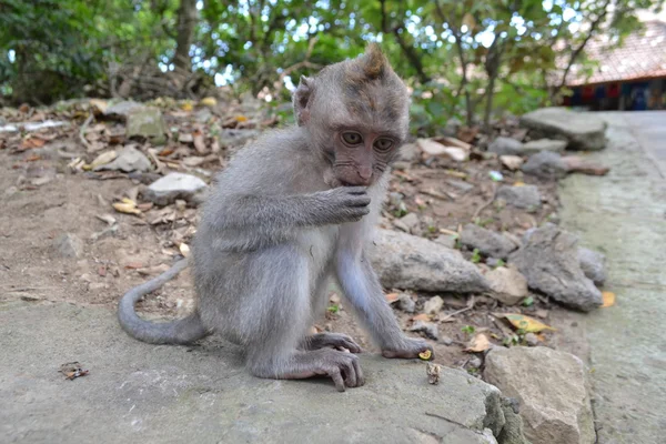 Macaco em uma floresta de macaco sacral em Ubud (Bali Island, Indonesia ) — Fotografia de Stock