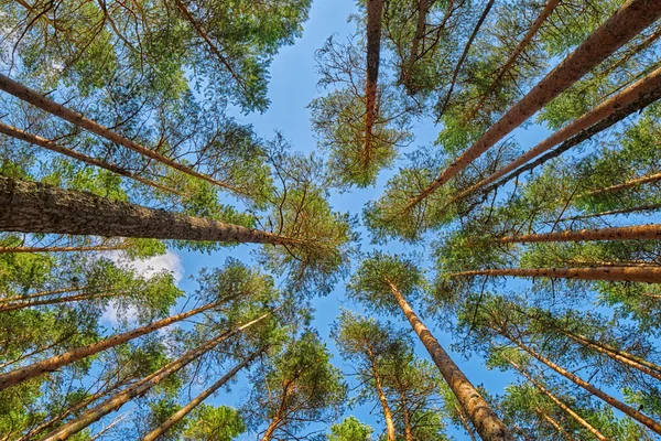 Ljusa sommar pine skogsutsikt head up — Stockfoto