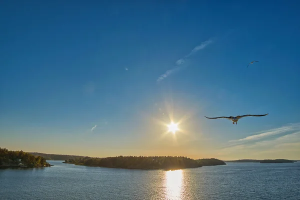 Pôr do sol no litoral com gaivota — Fotografia de Stock