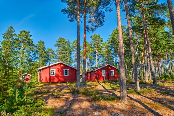 Typický skandinávský domy v borovém lese — Stock fotografie