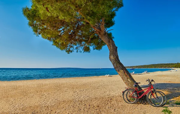 Велосипеди під сосновим деревом на пляжі — стокове фото