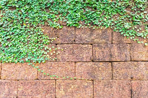Murgröna på laterit tegelvägg — Stockfoto