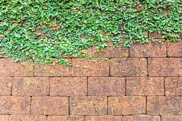 Laterite brick wall and ivy — Stock Photo, Image