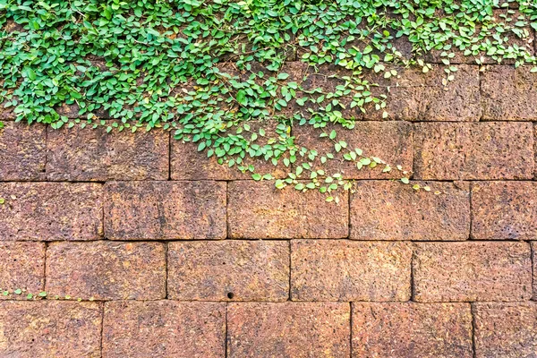 Murgröna på vägg brick — Stockfoto