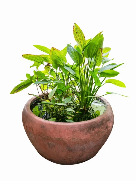 Tropical ornamental aquatic plant — Stock Photo, Image