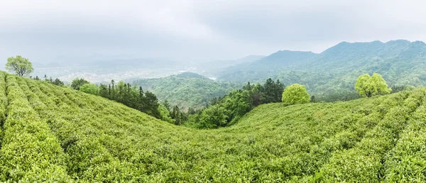 Zielona herbata plantation — Zdjęcie stockowe