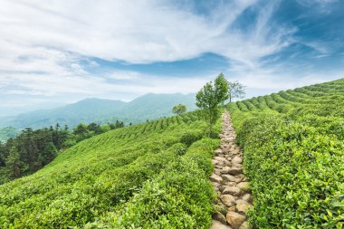 yeşil çay saç ekimi